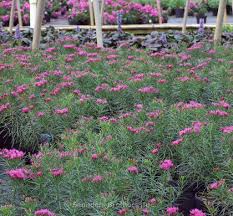 Image result for Vernonia rosenii