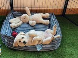 He has a blond, wavy coat that does not shed, and big, brown, expressive eyes. Puppies Northwest Classic Labrador Retrievers Oregon City Or