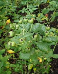 Image result for Grona setigera