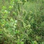 Image result for Mesosphaerum pectinatum