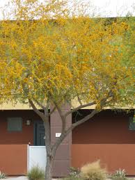 Image result for Acacia pentagona
