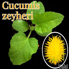 Image result for Cucumis zeyheri
