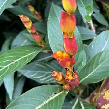 Image result for Sabicea venosa