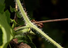 Image result for Lagenaria sphaerica