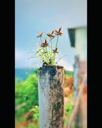 Image result for Stellaria mannii