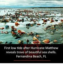First Low Tide After Hurricane Matthew Reveals Trove Of