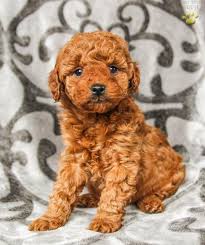 Della is a f1 goldendoodle. Honey F1b Mini Goldendoodle Puppy For Sale In Sprin Glen Pa Happy Valentines Day Happyvalentinesday2016i