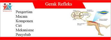 Rangsangan yang di… read more makalah lengkung refleks : Gerak Refleks Macam Komponen Ciri Mekanisme Penyebab