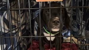 Spay/neuter event in Warren County providing rare opportunity for community