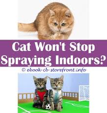 15 Captivating Cat Spraying Smell Litter Box