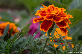 Shiny flower bely - Best adult videos and photos