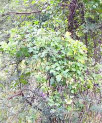 Image result for Clematis hirsuta