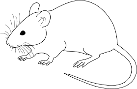 Download 1,203,861 clipart stock illustrations, vectors & clipart for free or amazingly low rates! File Vector Diagram Of Laboratory Mouse Black And White Svg Wikimedia Commons