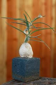 Image result for Euphorbia platycephala