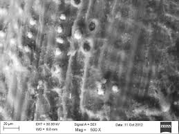 Efb that used to be disposed of as waste has recently been used as fuel as quantities have increased. Sem Scanning Electron Microscopy Micrographs Of Oil Palm Efb Empty Download Scientific Diagram