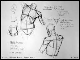You can sign up for construction and anatomy today www.radhowtoschool.com. Analytical Figure Drawing Sp08 Week 5 Upper Torso Demo Figure Drawing Anatomy Reference Anatomy Art