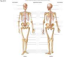 The bones of the leg are the femur, tibia, fibula and patella. Bones Front And Back Diagram Quizlet