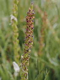 Image result for Triglochin