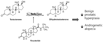 Structure And Mechanism Of Action Of Finasteride A 5 Alpha Reductase Download Scientific Diagram