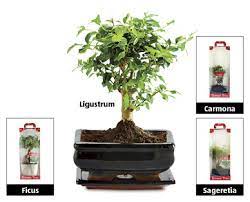 Bonsai Tree Aldi Ireland Specials Archive