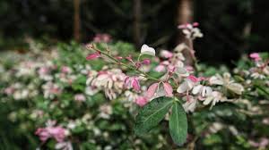 Image result for Pithecellobium dulce