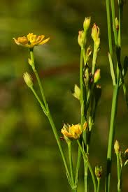 Image result for Hypericum lalandii