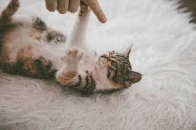 Check spelling or type a new query. Kenapa Kucing Peliharaan Suka Menggigiti Kaki Kita Ternyata Ini 5 Penyebabnya Semua Halaman Bobo