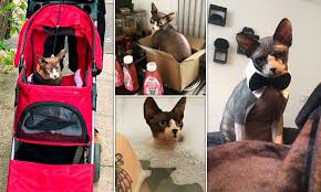 See our available sphynx kittens and cats. Pampered Sphync Cat Four Enjoys The Finer Things In Life Having His Own Pram And Bubble Baths Daily Mail Online