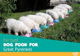 Best Dog Food For Great Pyrenees Optimal Diet And Schedule