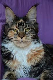 In fact, the title for the longest cat in the 2010 guinness world records was held by a cat of this breed. How Much Is A Male Calico Cat Worth Poc