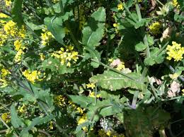 Image result for Brassica rapa