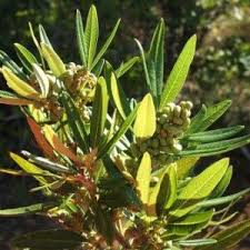 Image result for Searsia gueinzii