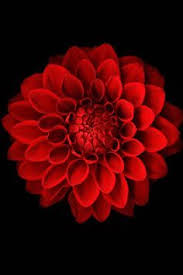 Image result for red flower images