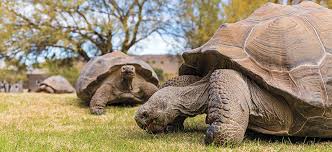 The galapagos tortoise shell is not solid. Snap Phoenix Magazine