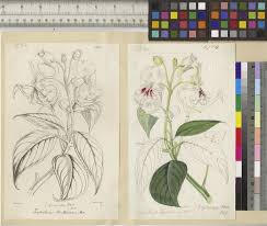 Image result for Impatiens gesneroidea