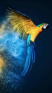 Vive La Vida Acepta El Reto No Pierdas La Risa Sigue Sintiendo Baja La Guardia Y Vive Tus Suenos Parrots Art Bird Photography Animals Beautiful