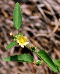 Image result for Sida spinosa