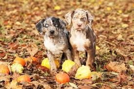 Check spelling or type a new query. Catahoula Puppies Lovetoknow