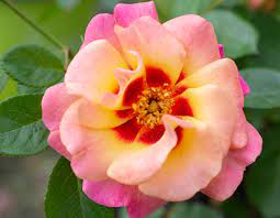 With symbivit, roses catch on better and it increases the chance of survival. Eyeconic Mango Lemonade Star Roses And Plants