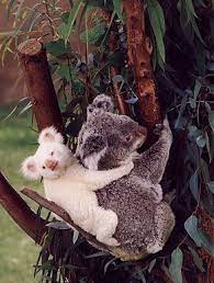 koala bi de albino damla goral albino australian bi damla de goral koala niedliche tiere babytiere susse tiere