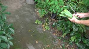 Inai Or Henna Plant For Natural Hair Colourer Youtube