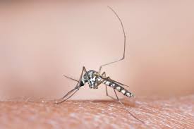How To Raise Mosquito Larvae For Fish Food: A Simple Gude