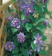 'vyvyan pennell' clematis is a gorgeous showy variety producing its large impressive blooms in repeat flowerings from late spring through to autumn, with a break in midsummer. Clematis Vyvyan Pennell Friedrich M Westphal Clematiskulturen