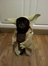 Do Or Do Not There Is No Try Pic Dog Halloween Funny Animal Pictures Funny Animals
