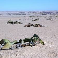 Image result for Hyparrhenia welwitschii