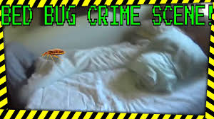 Below is all the information you need to deal with. Cavalry Pest Control Bed Bugs Pest Control Heat Treatment Cavalry Pest Control