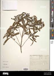 Image result for Nuxia oppositifolia