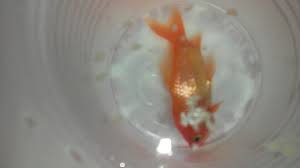 Almost Dead Goldfish Youtube