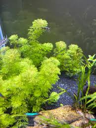 Image result for Rennera limnophila