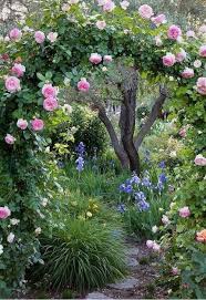 Log In Tumblr Kletterrose Garten Landgarten